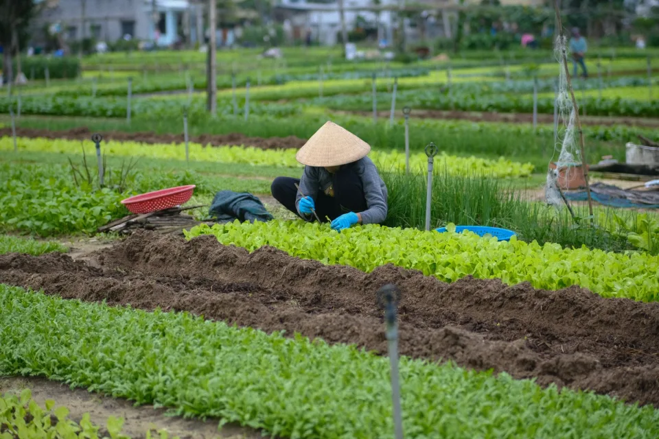 Nông sản đang có hàng